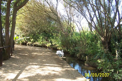 Abbotsbury Swannery
