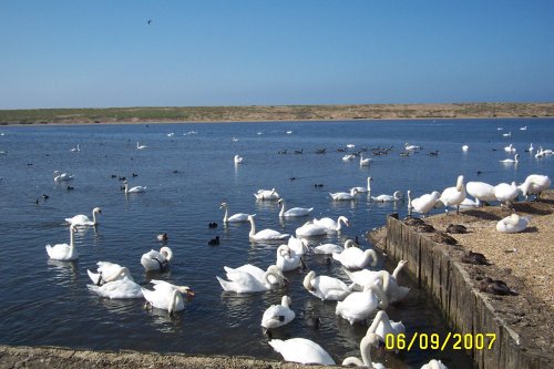 Abbotsbury Swannery