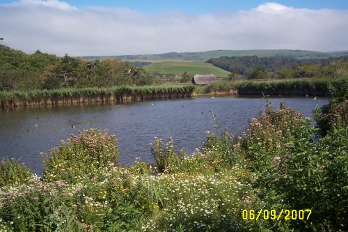 Abbotsbury Swannery