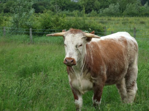 English Longhorn at Wanlip Meadows, Leicestershire