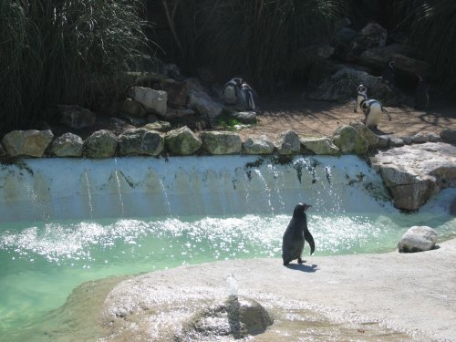 Penguins at Newquay Zoo, Cornwall