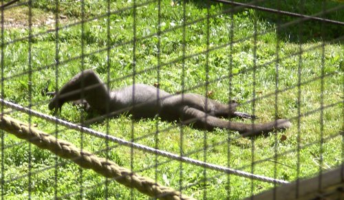 The Monkey Sanctuary