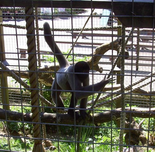 The Monkey Sanctuary