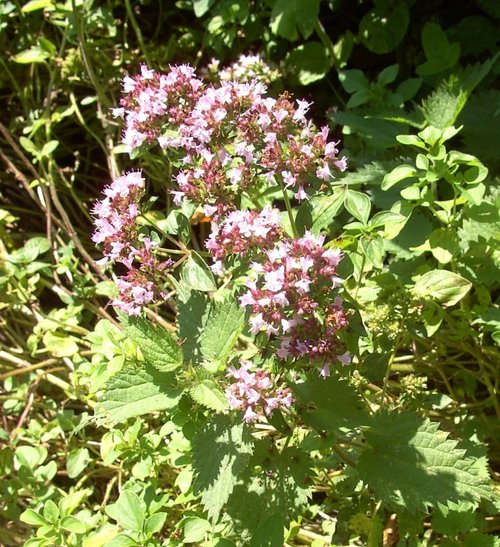 The Monkey Sanctuary