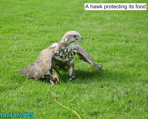 Combe Martin Wildlife & Dinosaur Park