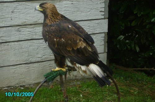 Combe Martin Wildlife & Dinosaur Park