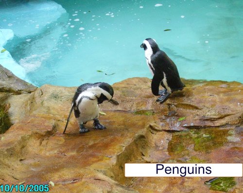 Combe Martin Wildlife & Dinosaur Park