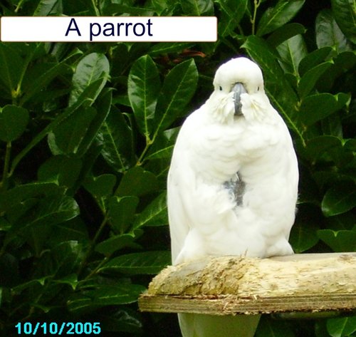 Combe Martin Wildlife & Dinosaur Park