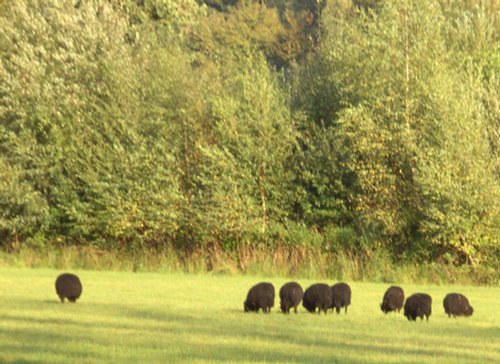 Clumber Country Park