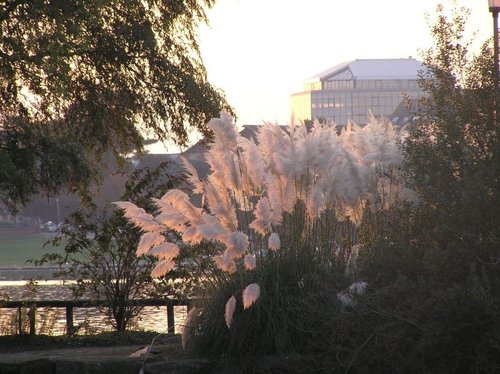 Evening in Poole Park