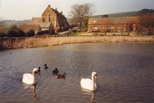 Abbotsbury Swannery
