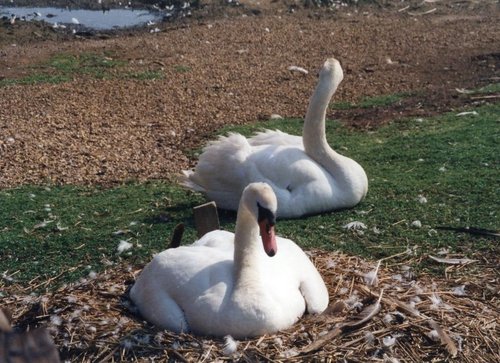 Abbotsbury Swannery
