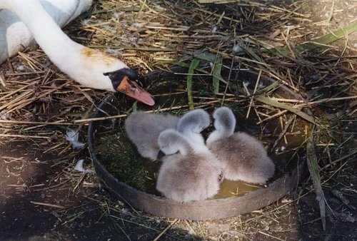 Abbotsbury Swannery