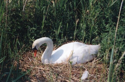 Abbotsbury Swannery