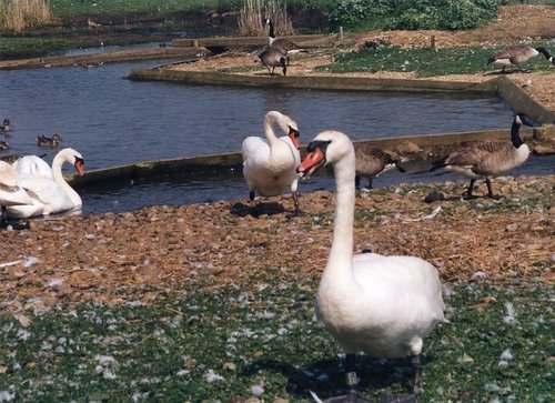 Abbotsbury Swannery