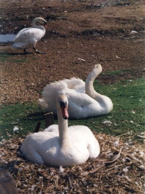 Abbotsbury Swannery