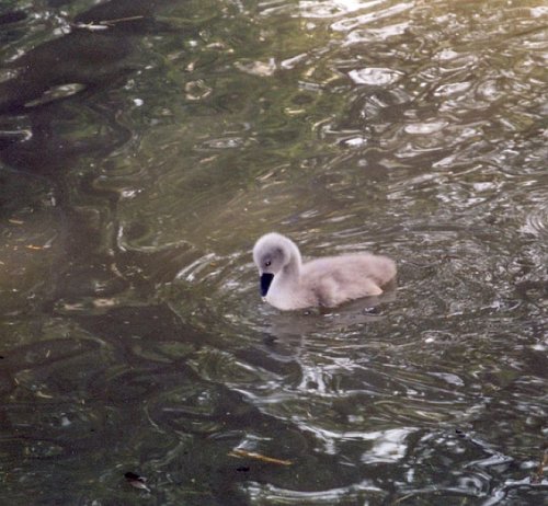 Cygnet