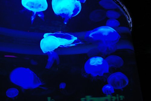 Sea Life Centre, Scarborough