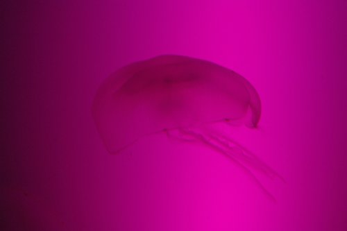 Sea Life Centre, Scarborough