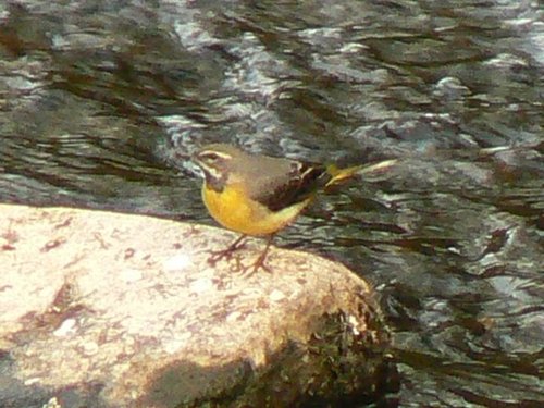 Grey Wagtail, River Tame, Mossley, Greater Manchester