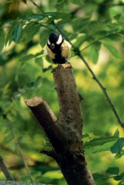 Coal Tit