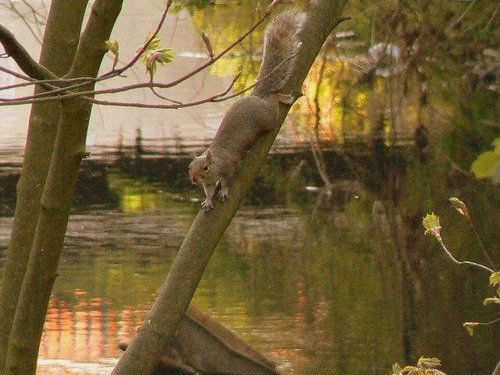 Grey Squirrel, River Tame, Mossley