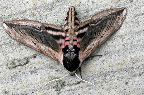 Privet Hawk Moth.