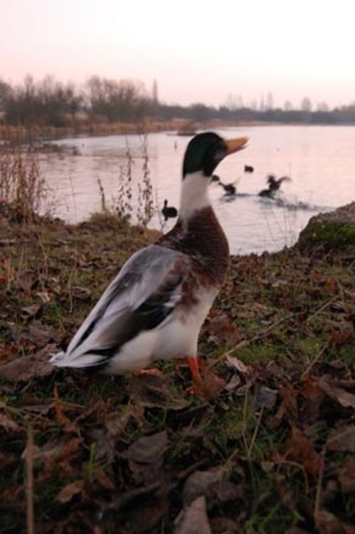 Wyken Slough Nature Reserve