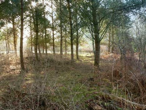 Coombe Abbey Country Park