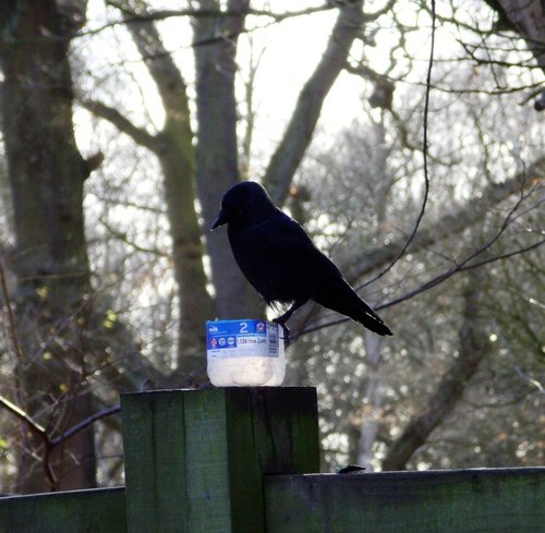 Carrion Crow at Sherwood Forest, Mansfield, Nottinghamshire