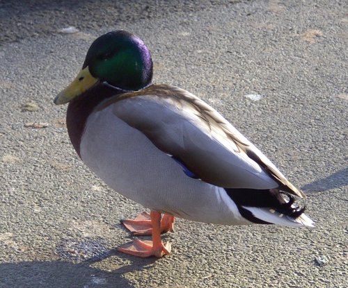Wildlife, Derwent Reservoir, Castleton, Derbyshire