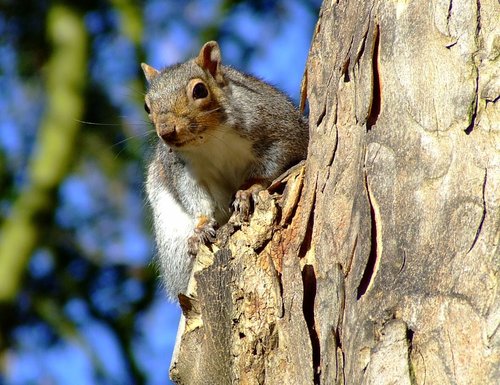 Grey squirrel, Kingston upon Hull, East Riding of Yorkshire