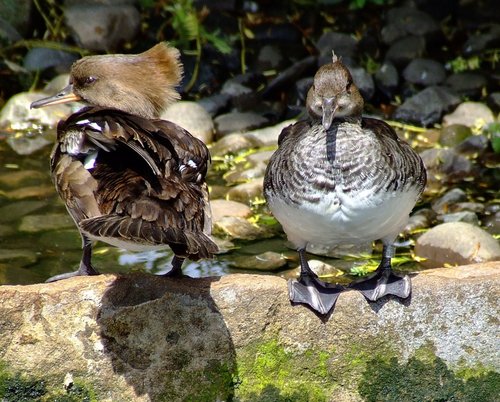 Red breasted Merganser, Wildfowl & Wetlands Trust Martin Mere, Lancashire