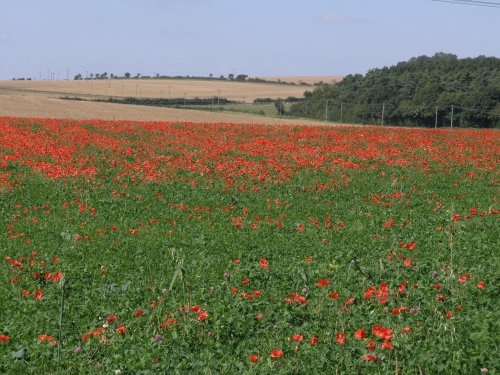 Poppy field, Ludgershall, Wiltshire