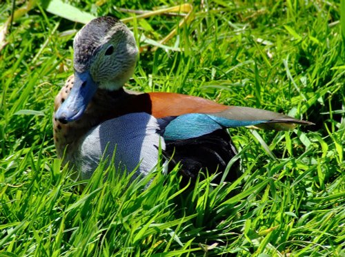 Ringed teal, Wildfowl & Wetlands Trust Martin Mere, Burscough, Lancashire