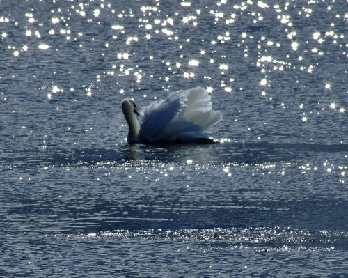 Mute swan....cygnus olor, on Brickyard pond