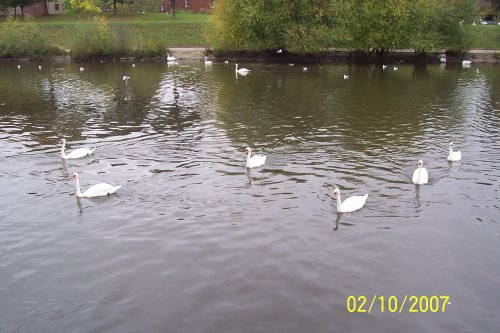 Swans, Exeter, Devon
