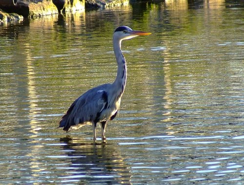 Grey heron....ardea cinerea
