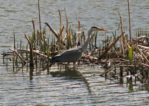 Grey Heron fishing in pond at Herrington Country Park.
