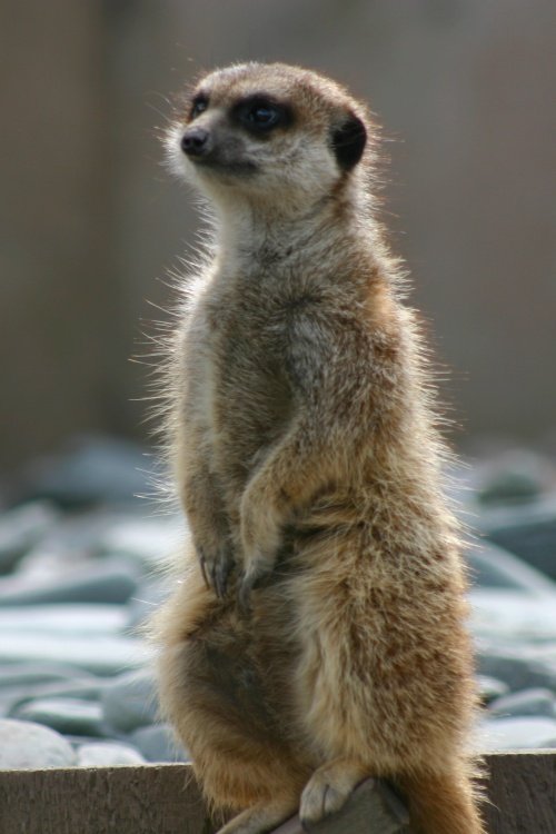 Meerkat at Trotters World Of Animals
