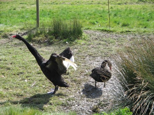 Washington Wetlands Centre
