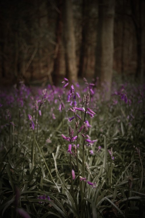 Hartshill Hayes Country Park