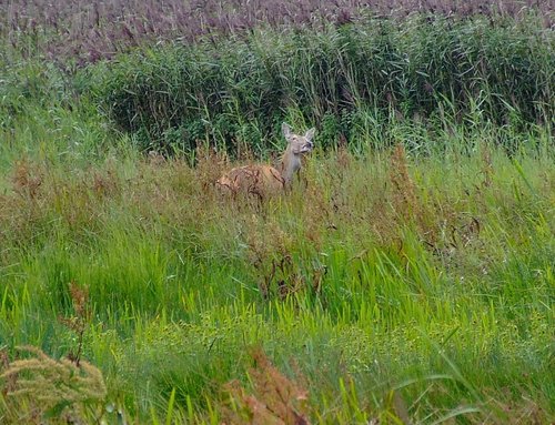 Leighton Moss R.S.P.B. Nature Reserve
