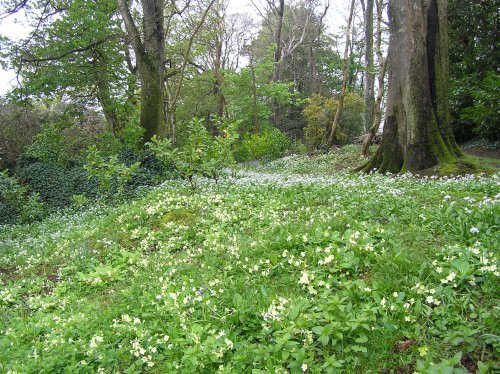 Wild garlic and primroses in Caerhays Castle gardens, Cornwall