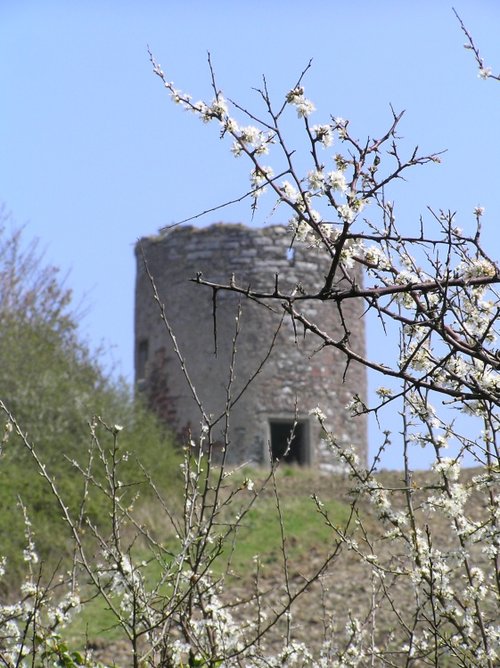 Derelict windmill and flowering blackthorn, Mount Edgcumbe Country Park
