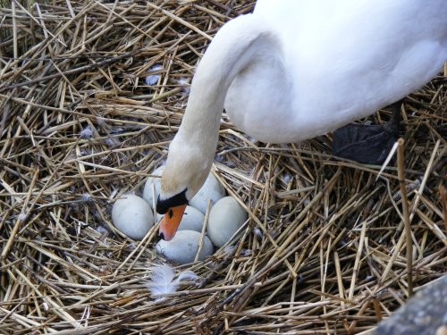 Swan at Houghton