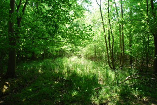Fineshade Wood in Rockingham Forest