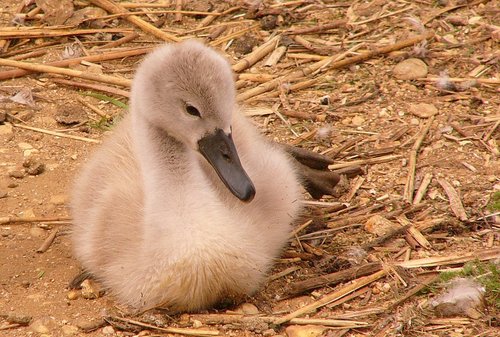 The Cygnet