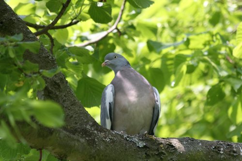 Wood Pigeon, Marcham, Oxfordshire