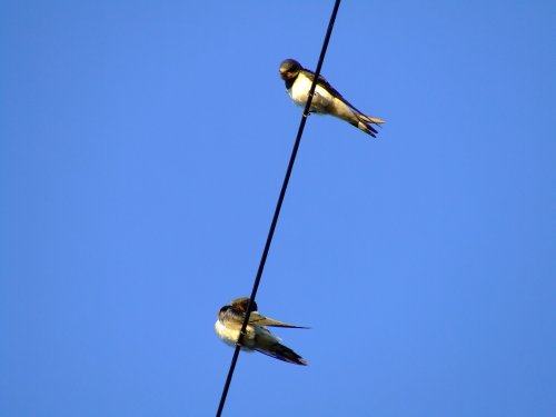 Swallows....hirundo rustica, Bishop Burton